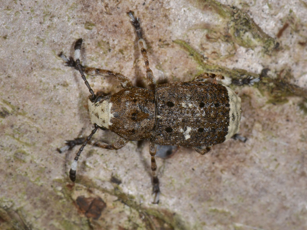 Platystomos albinus (Anthribidae)